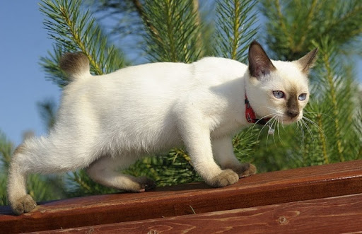 Mèo Mekong Bobtail là một giống mèo có tuổi thọ và sức khỏe sinh sản khá cao