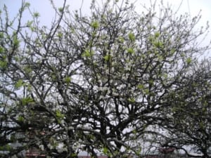 Cây Mơ: Đặc điểm, cách trồng và chăm sóc cây sai quả