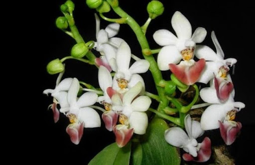 Lan hồ điệp rừng có tên khoa học là Phalaenopsis, bắt nguồn từ tiếng Hy Lạp, có nghĩa là giống như con bướm