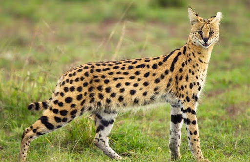 Linh miêu đồng cỏ là một loài mèo hoang dã có tầm quan trọng rất lớn đối với hệ sinh thái và sự đa dạng sinh học
