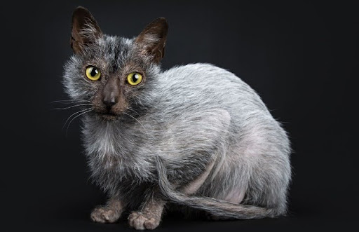 Mèo Lykoi có thể được bán với giá khoảng 2.000 USD mỗi con giống, tương đương với khoảng 50 triệu VNĐ