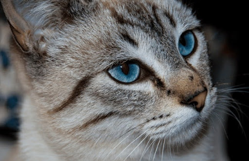 Mèo Ojos Azules được phát hiện ở Hoa Kỳ vào năm 1984 bởi một nhóm các nhà khoa học