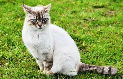Mèo Ojos Azules là một giống mèo trung thành và tình cảm