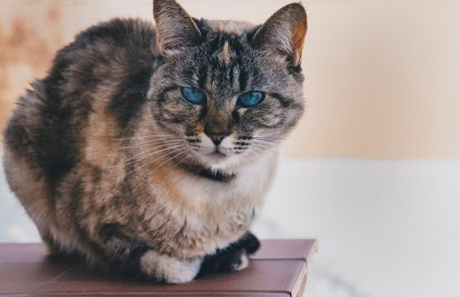 Một số lưu ý về cách chăm sóc hằng ngày cho mèo và cách dạy mèo Ojos Azules