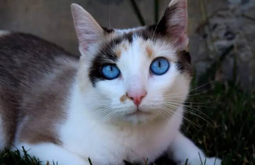 Các nhà khoa học cho rằng đôi mắt màu xanh của mèo Ojos Azules là do một gen đột biến chi phối