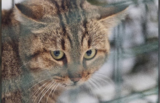 Mèo cáo Corsica có thể là kết quả của sự lai tạo giữa mèo rừng Sardinia (Felis silvestris lybica) và một loài mèo khác chưa được xác định