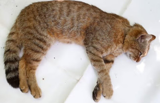 Mèo cáo Corsica là một loài mèo hoang, sống ẩn mình và hoạt động về đêm