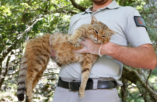 Hy vọng rằng mèo cáo Corsica sẽ được công nhận là một loài mới và được đưa vào danh mục các loài động vật bảo tồn