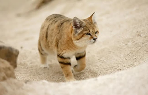 Giống mèo hoang là một tay săn mồi cừ khôi với tốc độ chạy rất cao, khoảng 30-40 km/h