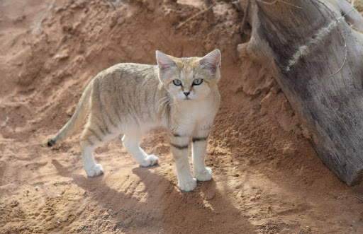 Mèo cát Ả Rập là một loài động vật bị đe dọa được liệt kê trong danh sách đỏ