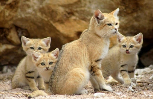 Không săn bắn, mua bán hay nuôi mèo cát Ả Rập làm thú cưng vì chúng không phải mèo nhà
