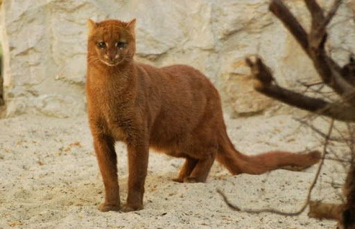 Mèo cây châu Mỹ thuộc họ Felidae, bao gồm mèo nhà, sư tử, hổ và các loài mèo hoang khác