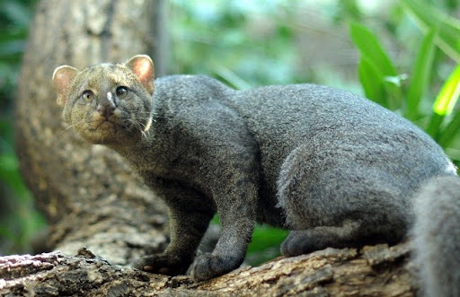 Mèo cây châu Mỹ có ngoại hình độc đáo và khác biệt, đặc trưng bởi thân hình to lớn nhưng mảnh khảnh, chân ngắn và đuôi dài