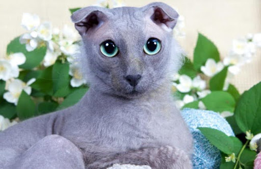 Tên của giống mèo này bắt nguồn từ một loại hoa có tên là Levkoy
