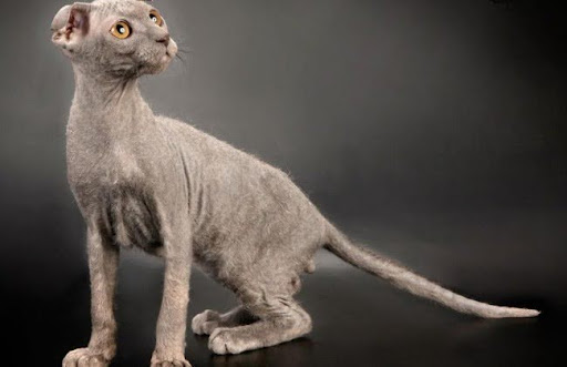 Giống mèo Levkoy Ukraina có tai gập và hướng vào trong, đây là đặc điểm độc đáo của giống mèo này