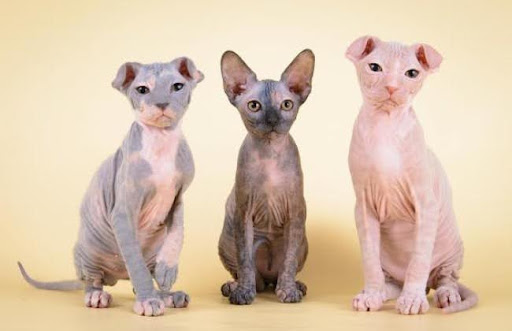 Mèo Levkoy Ukraina chưa phổ biến ở Việt Nam và thường chỉ xuất hiện ở các nước phương Tây, như Ukraina, Nga, Pháp, Đức, Anh, Mỹ