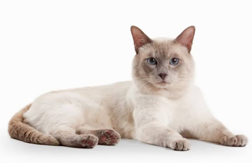 Sự kết hợp giữa mèo Korat và mèo màu xanh nhạt đã tạo ra mèo Lilac Thái