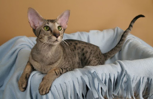 Mèo lông ngắn phương Đông là một giống mèo nhà có nguồn gốc từ Thái Lan, được phát triển từ mèo Xiêm