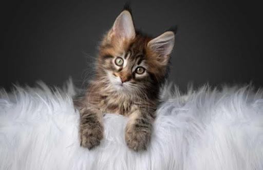 Mèo Maine Coon là một giống mèo size lớn và cần nhiều dinh dưỡng để phát triển khỏe mạnh