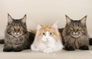 Những Điều Thú Vị Về Mèo Maine Coon: Ngoại hình, Tính Cách và Giá Cả
