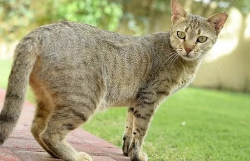 Mèo Mau Ả Rập là một giống mèo tự nhiên, không được lai tạo chọn lọc, và được cho là có nguồn gốc từ mèo sa mạc