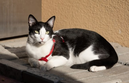 Mèo Mau Ả Rập có vẻ ngoài quý phái, duyên dáng và nổi bật. Chúng được coi là một trong những giống mèo đẹp nhất thế giới.