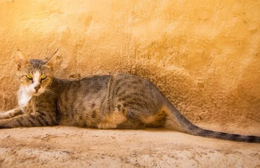 Chúng cũng có nhiều điểm tương đồng với mèo sa mạc và mèo Mau Ai Cập, những giống mèo cổ xưa và quý hiếm