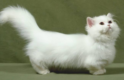 Giống mèo Minuet (Nappoleon) là kết quả của việc lai tạo mèo Munchkin chân lùn và mèo Ba Tư mặt tịt.