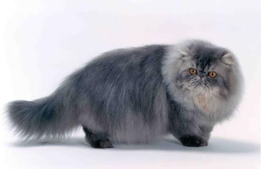 Mèo Minuet thừa hưởng 4 chiếc chân ngắn đặc trưng của giống Munchkin và khuôn mặt tròn, bộ lông dày dặn của giống Ba Tư