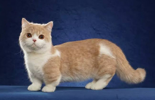 Một cô mèo Minuet lông ngắn