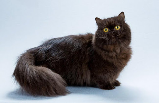 Mèo Minuet là một giống mèo có giá cao, do thừa hưởng từ hai giống mèo bố mẹ là mèo Munchkin và mèo Ba Tư