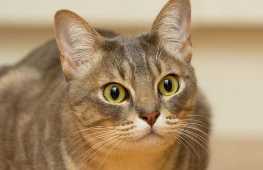 Mèo Mist Úc có nguồn gốc từ sự kết hợp giữa ba giống mèo khác nhau: mèo Burmese, mèo Abyssinian và mèo mèo lông ngắn Anh