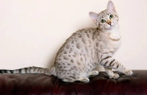 Mèo Mist Úc có một bộ lông mịn, bóng và mềm mại, với nhiều màu sắc và hoa văn khác nhau