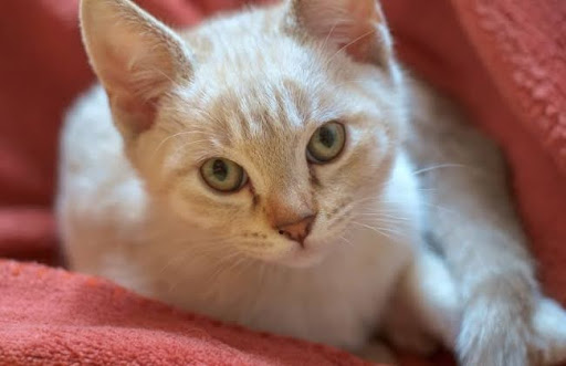 Nên tránh mua mèo Mist Úc từ những nơi không rõ nguồn gốc, như chợ, cửa hàng thú cưng hoặc quảng cáo trực tuyến, vì bạn có thể bị lừa đảo