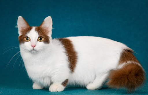 Giống mèo Munchkin chân ngắn có nguồn gốc từ mèo tự nhiên, bắt đầu xuất hiện ở Hoa Kỳ