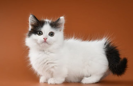 Mèo Munchkin có nhiều màu lông khác nhau, như đen, trắng, vàng, nâu socola, xám, tam thể, v.v