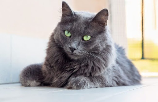 Mèo Nebelung có tên gọi khác là Long Haired Russian Blue, vì chúng có bộ lông dài màu xám xanh đặc trưng của giống mèo Nga