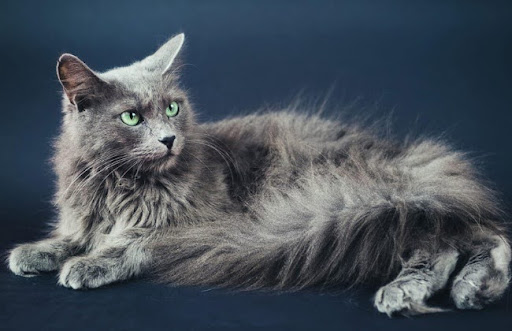 Nebelung là một giống mèo đẹp và quý hiếm, có bộ lông dài màu xám xanh và đôi mắt xanh lục