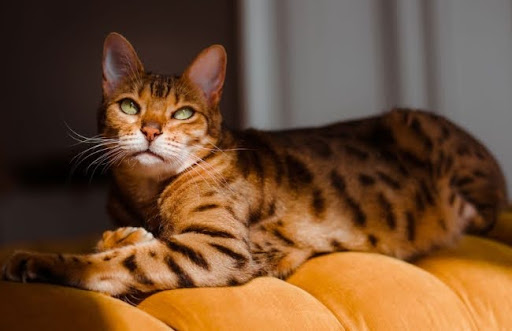 Bạn nên dạy mèo Ocicat bằng cách khuyến khích và thưởng cho chúng, khi chúng làm đúng hoặc tiến bộ.