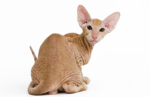 Một chú mèo Peterbald lông ngắn