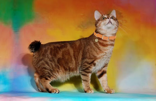 Mèo Pixie-bob có nguồn gốc từ sự lai tạo giữa một con mèo hoang và một con mèo nhà ở Hoa Kỳ vào năm 1985