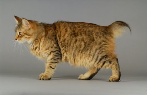 Mèo Pixie-bob là một giống mèo có tuổi thọ khá cao, trung bình từ 13 đến 16 năm