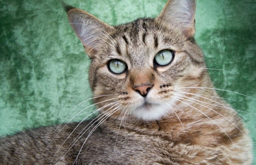 Mèo Pixie-bob là một giống mèo có ngoại hình đẹp và ấn tượng