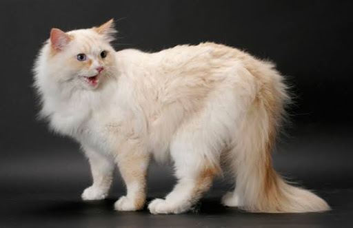 Một con mèo Ragamuffin trưởng thành sẽ đạt tầm 8kg