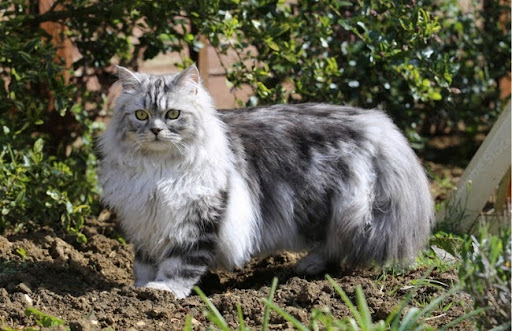 Một lứa mèo Ragdoll thường có từ 4 đến 6 con, mỗi con mèo sơ sinh có cân nặng khoảng 100 gram