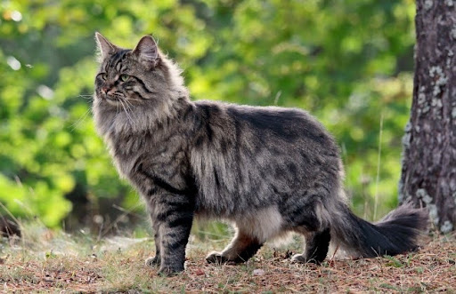 Mèo rừng Na Uy là một giống mèo đẹp và quý hiếm, có ngoại hình sang trọng và lịch sự