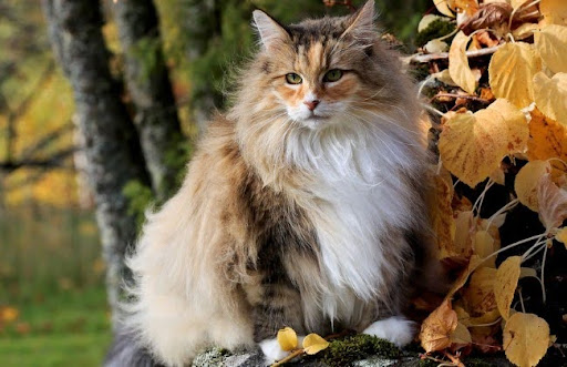 Để hiểu và giao tiếp với mèo rừng Na Uy, bạn nên quan sát và lắng nghe những hành vi và tiếng kêu của chúng