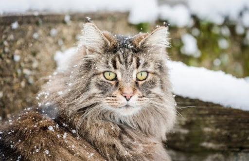 Mèo rừng Na Uy là một giống mèo có tuổi thọ cao, trung bình từ 14 đến 16 năm, có thể lên đến 20 năm nếu được chăm sóc tốt