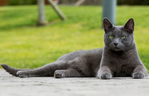 Mèo Russian Blue là một giống mèo quý tộc có nguồn gốc từ vùng cảng Archangel ở Nga