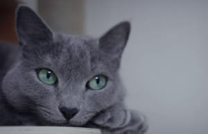 Mèo Russian Blue: Đặc điểm, tính cách, chỗ mua và giá cả